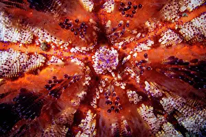 Cryptic Prints: Fire urchin (Asthenosoma varium) close up