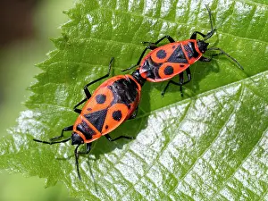 Animal Markings Prints: Firebugs (Pyrrhocoris apterus) pair, mating on a leaf, Upper Bavaria, Germany. May