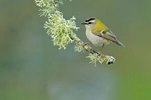 Andalusia Gallery: Firecrest (Regulus ignicapilla) perched on lichen covered branch, Sierra de Grazalema Natural Park