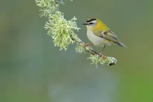 Firecrest (Regulus ignicapilla) perched on lichen covered branch, Sierra de Grazalema Natural Park