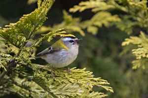 2018 February Highlights Collection: Firecrest (Regulus ignicapilla) singing, Wiltshire, England, UK, April