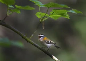 Firecrest (Regulus ignicapillus) male singing, Norfolk, UK, April