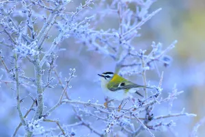Regulidae Prints: Firecrest (Regulus ignicapillus) perched on a frozen branch