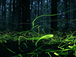 Rhinotia Prints: Fireflies (Lamprohiza splendidula) males