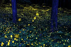 Composite Images Prints: Fireflies (Luciola parvula himebotaru) flashing at night for courtship and reproduction