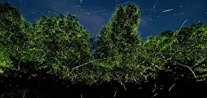 Photographic Effect Prints: Fireflies (Photuris sp.) bioluminescence, Hoot Hollow, Pennsylvania, USA. June