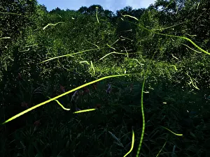 Photographic Effect Prints: Fireflies (Photuris sp.) bioluminescence, Hoot Hollow, Pennsylvania, USA. June