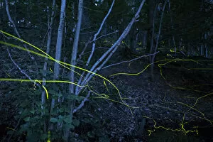 Firefly (Lamprohiza splendidula) light trails in woodland at night, multiple exposure