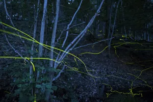 2020 December Highlights Gallery: Firefly (Lamprohiza splendidula) light trails in woodland at night, multiple exposure