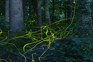 Firefly (Lamprohiza splendidula) light trails of males in forest at dusk, Bavaria