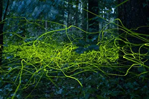 2020 April Highlights Prints: Firefly (Lamprohiza splendidula) light trails of males in forest, Bavaria, Germany. July