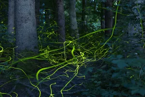 Blurred Movement Prints: Firefly (Lamprohiza splendidula) light trails of males in forest at dusk, Bavaria