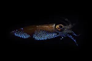 Firefly squid (Watasenia scintillans) emitting light from photophores, Toyama Bay, Japan