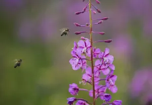 Onagraceae Prints: Fireweed (Chamerion angustifolium angustifolium) with bees in flight