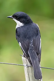 Flycatcher Prints: Fiscal flycatcher (Sigelus silens) male
