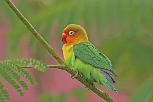 Psittaculidae Prints: Fischers Lovebird (Agapornis fischeri) perched in tree in lodge garden, Lake Manyara