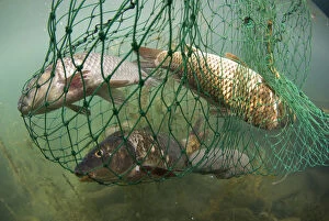 Images Dated 19th May 2008: Fish caught in net, Lake Skadar, Lake Skadar National Park, Montenegro, May 2008