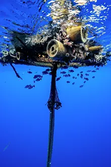French Polynesia Prints: Fish congregating under an FAD (Fish Aggregation Device) in the waters off Moorea
