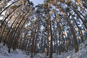Images Dated 3rd February 2010: Fish-eye image of Scots pine trees (Pinus sylvestris) in pine forest, Abernethy forest