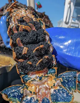 Falmouth Prints: Fisherman on boat holding European lobster (Homarus gammarus) egg bearing female