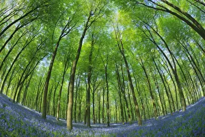 Bluebell Prints: Fisheye view of carpet of Bluebells (Endymion nonscriptus) in Beech (Fagus sylvatica) woodland