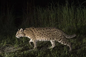 Images Dated 30th March 2016: Fishing cat (Prionailurus viverrinus) walking along a path, Dudhwa National Park