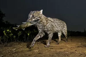 Night Gallery: Fishing cat (Prionailurus viverrinus) walking with fish in mouth. Andhra Pradesh, India
