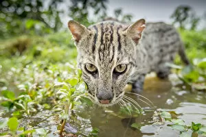 Vulnerable Collection: Fishing cat (Prionailurus viverrinus) hunting for fish in wetlands