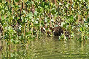 Coastal Wetland Prints: Fishing cat (Prionailurus viverrinus) hunting among the mangroves