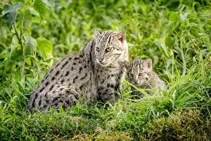 Vulnerable Collection: Fishing cat (Prionailurus viverrinus) with kitten, age 4 weeks, in wetlands
