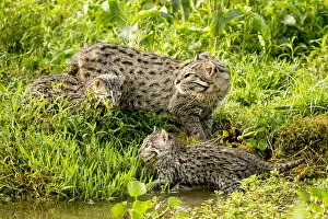 Fishing cat (Prionailurus viverrinus) with two kittens, age 4 weeks