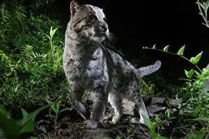Felis Viverrina Prints: Fishing cat (Prionailurus viverrinus) walking through forest at night