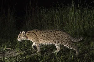 Fishing cat (Prionailurus viverrinus) walking along a path, Dudhwa National Park
