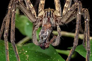 Araneae Prints: Fishing spider (Cupiennius coccineus) with prey