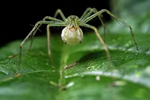 Maternal Behaviour Prints: Fishing spider (Thaumasia sp.) female carrying her egg sac, Osa Peninsula, Costa Rica