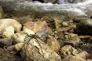 Colombia Prints: Fishing spider (Trechalea sp.) resting on rock at edge of stream