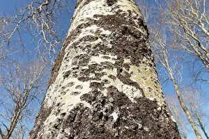Trunk Prints: Fissured bark on the trunk of a mature Aspen (Populus tremula) tree