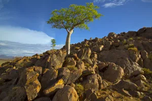Five-lobed sterculia (Sterculia quinqueloba) tree growing on rocky hillside, Namibia