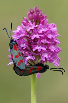 Moths Prints: Five-spot burnet moths {Zygaena trifolii} mating on Pyramidal orchid {Anacamptis