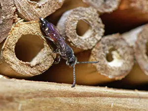 Insect House Prints: Five-spotted club-horned wasp (Sapyga quinquepunctata)
