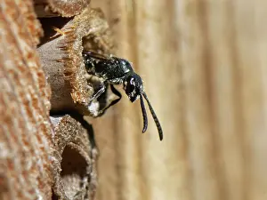 Insect House Prints: Five-spotted club-horned wasp (Sapyga quinquepunctata)