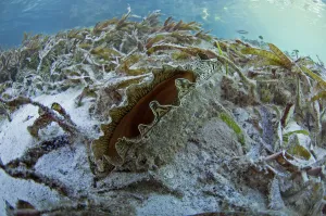 Aldabra Prints: Flag pen shell (Atrina vexillum) in Passe Magnan / Magnan channel, Aldabra, Indian Ocean