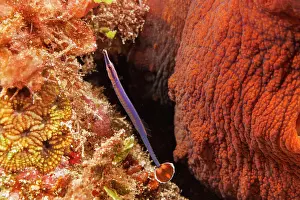 Orange Prints: Flagtail pipefish (Doryrhamphus negrosensis) on a coral reef next to an octopus