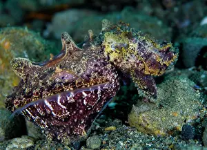 Sepiidae Prints: Flamboyant cuttlefish (Metasepia pfefferi) camouflaged on seabed