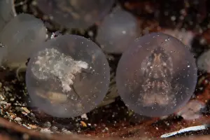 Sepiidae Prints: Two Flamboyant cuttlefish (Metasepia pfefferi) still in their eggs