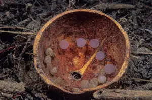 Sepiidae Prints: Flamboyant cuttlefish (Metasepia pfefferi) eggs