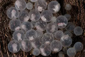 Sepiidae Prints: Flamboyant cuttlefish (Metasepia pfefferi) eggs that have been laid on a piece of coconut shell