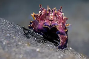 Sepiidae Prints: Flamboyant cuttlefish (Metasepia pfefferi) female
