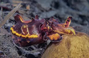 Sepiidae Prints: Flamboyant cuttlefish (Metasepia pfefferi) female