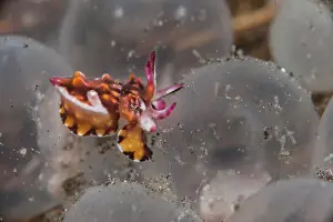 Sepiidae Prints: Flamboyant cuttlefish (Metasepia pfefferi) hatchling